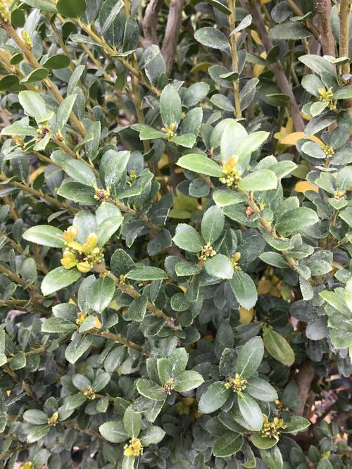 Steeds Japanese Holly Ilex crenata 'Steeds' from Pender Nursery