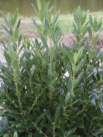 Shamrock Inkberry Holly Ilex glabra 'Shamrock' from Pender Nursery