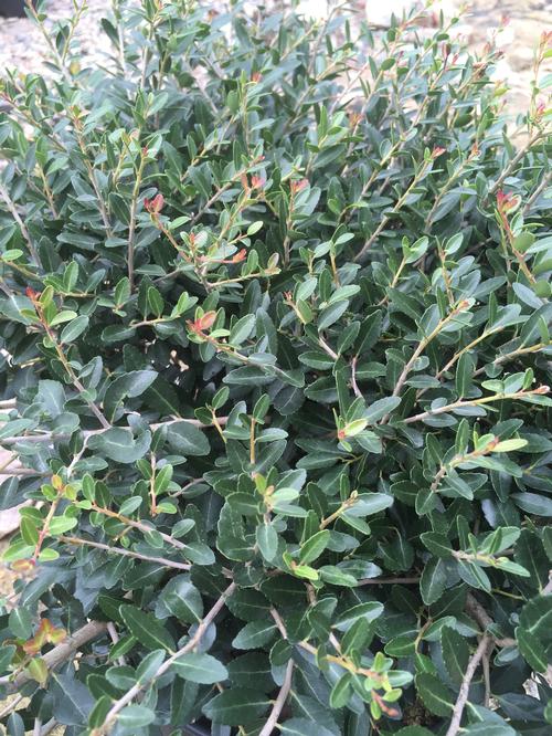 Dwarf Yaupon Holly Ilex vomitoria 'Nana' from Pender Nursery