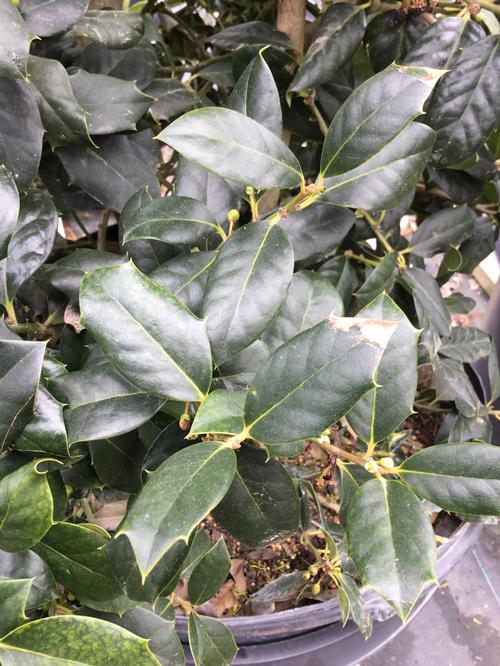 Nellie R. Stevens Holly Ilex x Nellie R. Stevens from Pender Nursery