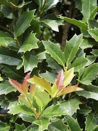 Oakleaf™ Holly Ilex x Oakleaf™ PP#9487 from Pender Nursery