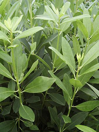 Anise Illicium parviflorum from Pender Nursery