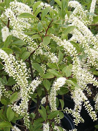 Henry's Garnet Virginia Sweetspire Itea virginica 'Henry's Garnet' from Pender Nursery