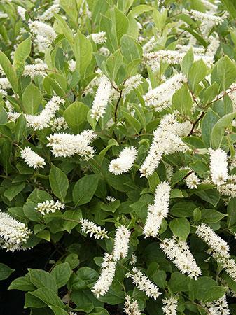 Little Henry® Sweetspire Itea virginica Little Henry® PP#10988 from Pender Nursery