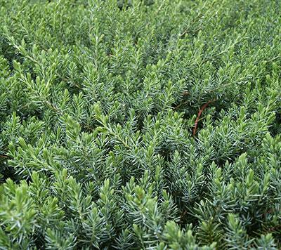 Blue Pacific Shore Juniper Juniperus conferta 'Blue Pacific' from Pender Nursery