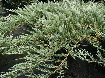 Bar Harbor Juniper Juniperus horizontalis Bar Harbor from Pender Nursery