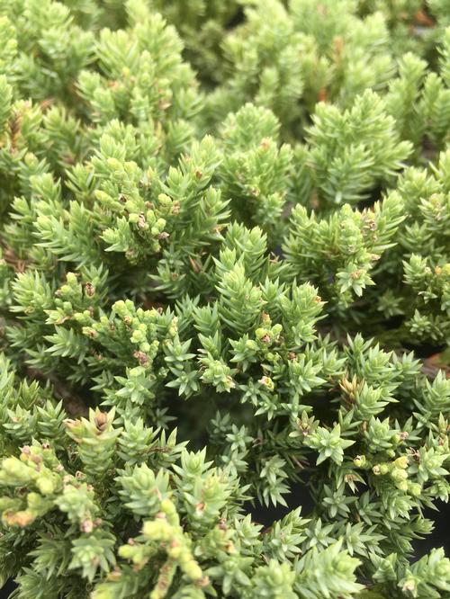 Dwarf Japanese Garden Juniper Juniperus procumbens 'Nana' from Pender Nursery