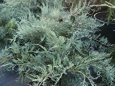 Grey Owl Dwarf Red Cedar Juniperus virginiana Grey Owl from Pender Nursery