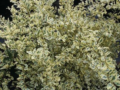 Dwarf Variegated Privet Ligustrum sinense 'Swift Creek' from Pender Nursery