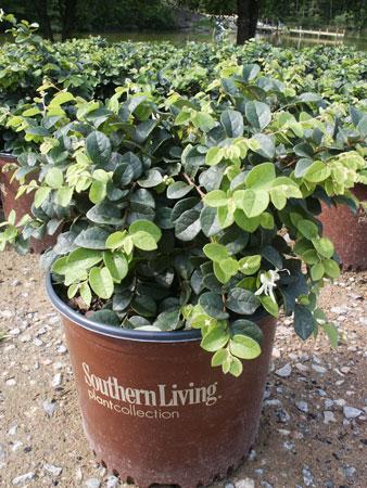 Emerald Snow® Chinese Fringe-Flower Loropetalum chinense Emerald Snow® PP#21738 from Pender Nursery