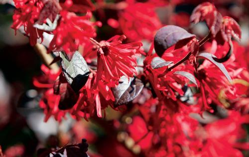 Ever Red™ Loropetalum Loropetalum chinensis v. r. Ever Red™ from Pender Nursery