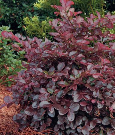 Purple Diamond® Semi-Dwarf Chinese Fringe-Flower Loropetalum chinense Purple Diamond® PP#18331 from Pender Nursery