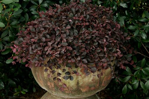 Purple Pixie® Dwarf Weeping Chinese Fringe-Flower Loropetalum chinense Purple Pixie® PP#18441 from Pender Nursery