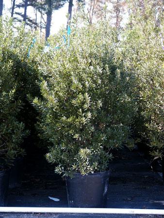 Southern Wax Myrtle Myrica cerifera from Pender Nursery