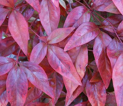 Firepower Nandina Nandina domestica 'Firepower' from Pender Nursery