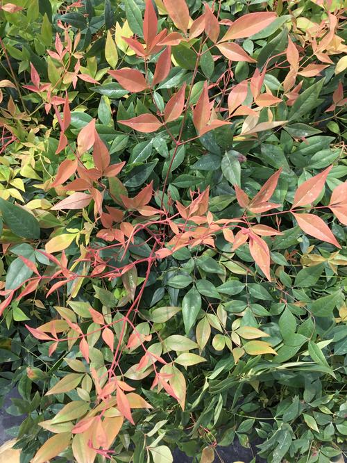 Gulf Stream Nandina Nandina domestica 'Gulf Stream' PP#5656 from Pender Nursery