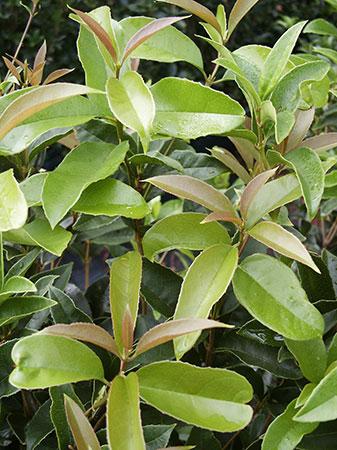 Fragrant Tea Olive Osmanthus fragrans from Pender Nursery