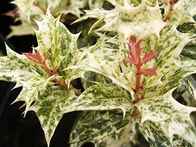 Goshiki False Holly Osmanthus heterophyllus 'Goshiki' from Pender Nursery