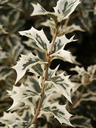 Variegated False Holly Osmanthus heterophyllus Variegata from Pender Nursery