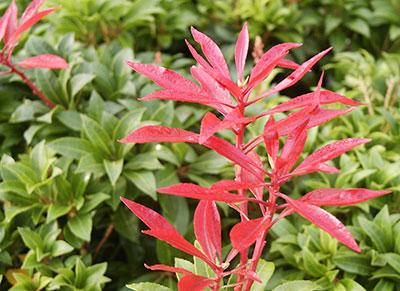 Mountain Fire Japanese Pieris Pieris japonica Mountain Fire from Pender Nursery