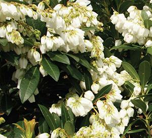 Mountain Snow™ Japanese Pieris Pieris japonica Mountain Snow™ from Pender Nursery