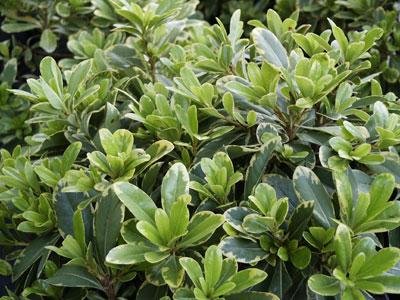 Mojo® Pittosporum Pittosporum tobira Mojo® PP#16188 from Pender Nursery