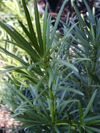 Chinese Shrub Yew Podocarpus macrophyllus from Pender Nursery