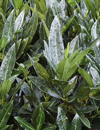 Otto Luyken Laurel Prunus laurocerasus Otto Luyken from Pender Nursery