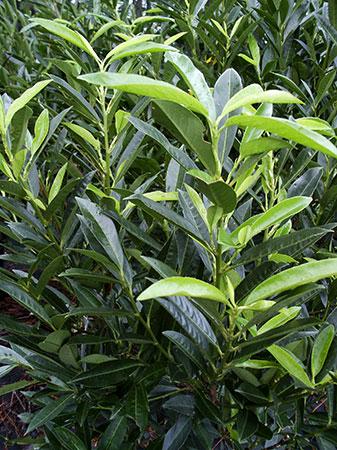 Schip Laurel Prunus laurocerasus Schipkaensis from Pender Nursery