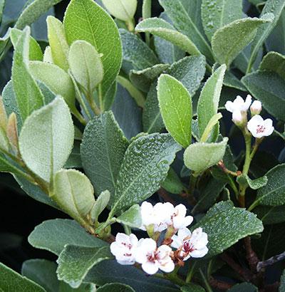 Snow White Indian Hawthorn Rhaphiolepis indica 'Snow White' from Pender Nursery