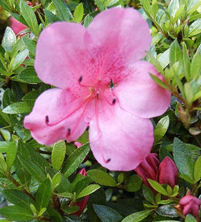 Chinzan Azalea Rhododendron 'Chinzan' from Pender Nursery