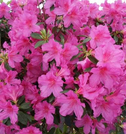 Formosa Azalea Rhododendron Formosa from Pender Nursery