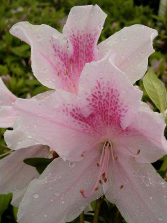 George Lindley Taber Azalea Rhododendron George Lindley Taber from Pender Nursery
