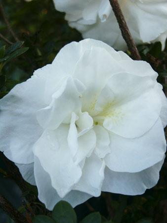 Hardy Gardenia Azalea Rhododendron 'Hardy Gardenia' from Pender Nursery