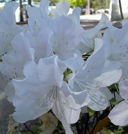 Mrs. G. G. Gerbing Azalea Rhododendron Mrs. G. G. Gerbing from Pender Nursery