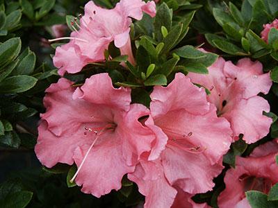 Pink Gumpo Azalea Rhododendron Pink Gumpo from Pender Nursery