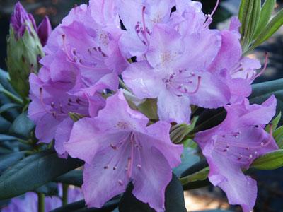English Roseum Catawba Rhododendron Rhododendron catawbiense English Roseum from Pender Nursery