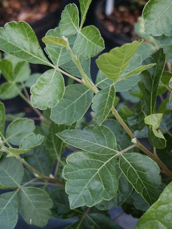 Fragrant Sumac Rhus aromatica Gro-low from Pender Nursery