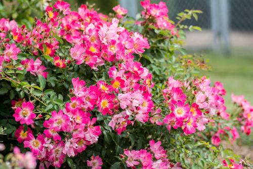 Drift® Pink Rose Rosa Pink Drift® PP#18874 from Pender Nursery