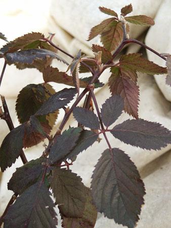 Navajo Thornless Blackberry Rubus x 'Navajo' PP#6679 from Pender Nursery