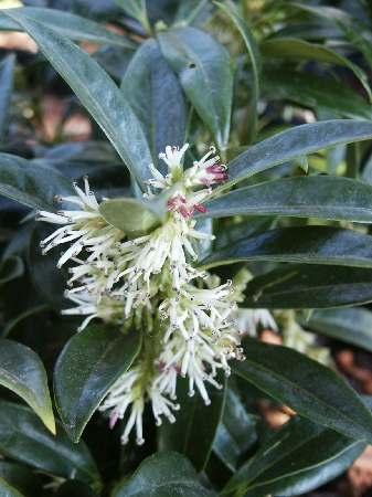 Himalayan Sweetbox Sarcococca hookeriana var. humilis from Pender Nursery