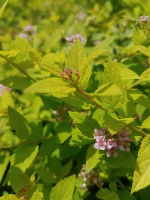 Gold Mound Spirea Spiraea japonica 'Gold Mound' from Pender Nursery