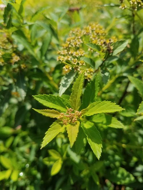 Little Princess Spirea Spiraea japonica Little Princess from Pender Nursery