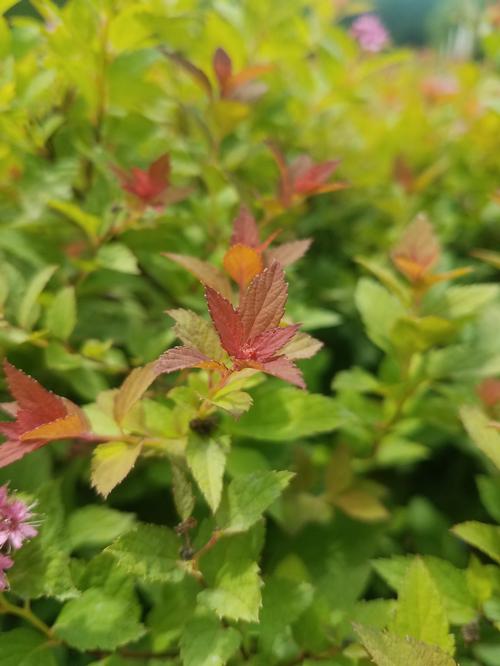 Magic Carpet™ Spirea Spiraea x bumalda Magic Carpet™ PP#9363 from Pender Nursery
