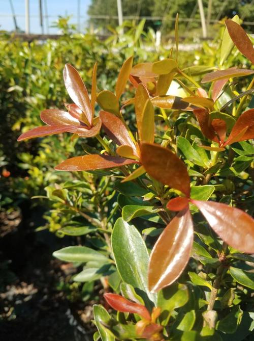 Japanese Cleyera Ternstroemia gymnanthera from Pender Nursery