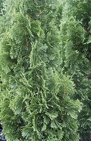 Degroot's Spire Eastern Arborvitae Thuja occidentalis Degroot's Spire from Pender Nursery