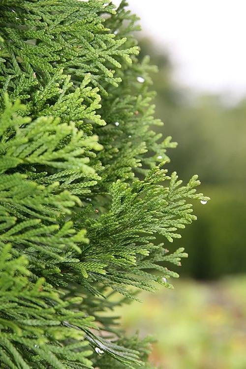 Emerald Eastern Arborvitae Thuja occidentalis Emerald from Pender Nursery