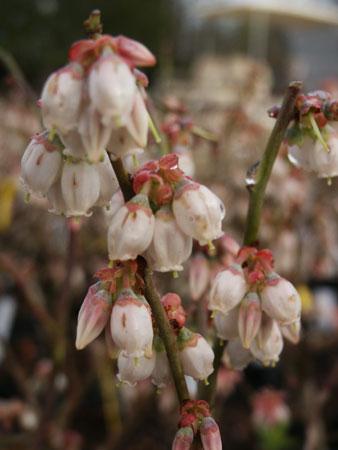 Premier Rabbiteye Blueberry Vaccinium ashei 'Premier' from Pender Nursery