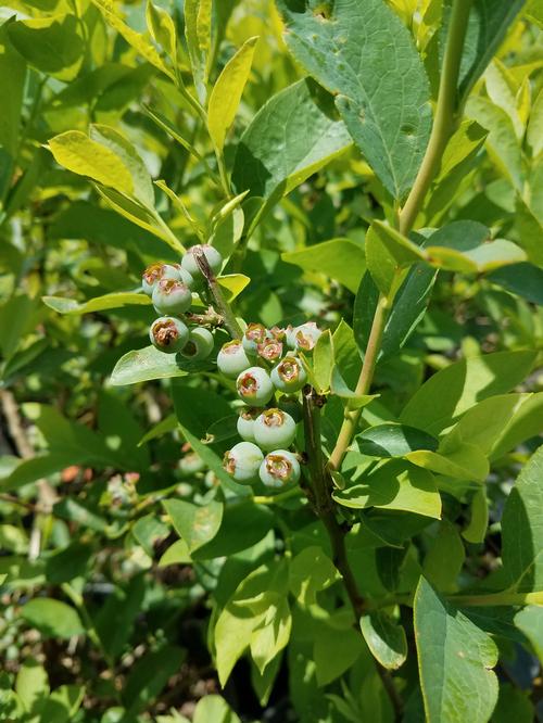 Tifblue Rabbiteye Blueberry Vaccinium ashei 'Tifblue' from Pender Nursery