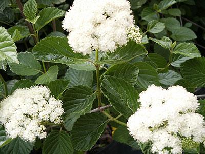 Blue Muffin® Arrowwood Viburnum Viburnum dentatum Blue Muffin® from Pender Nursery